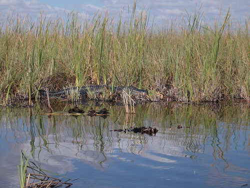 Gator seen from Airboat ride in March 2009