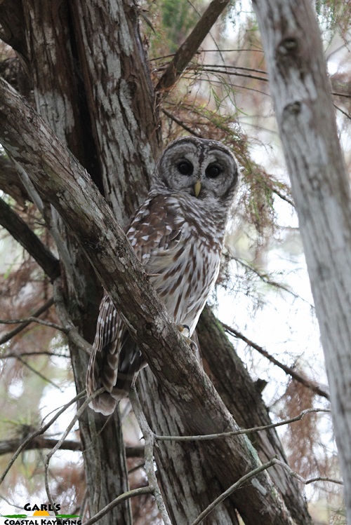 Barred Owl