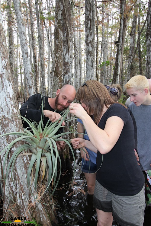 Finding frogs in the bromeliads