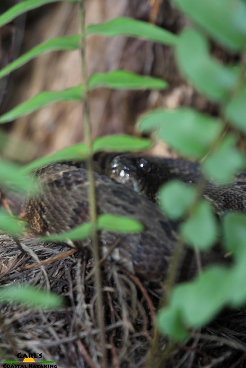 Brown Watersnake