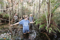 Walking through a cypress dome in the Everglades November 2012