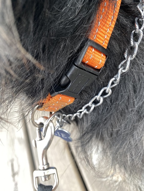 Closeup of flat collar and safety collar, both in leash clip