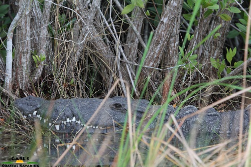 American Crocodile