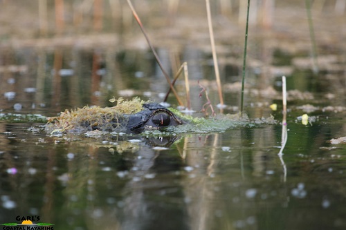 American Alligator