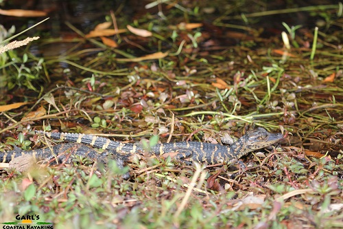 American Alligator Hatchling