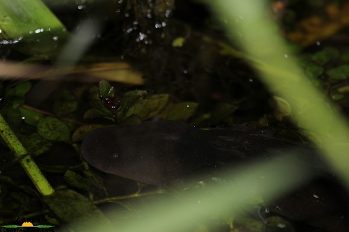 Giant Salamander