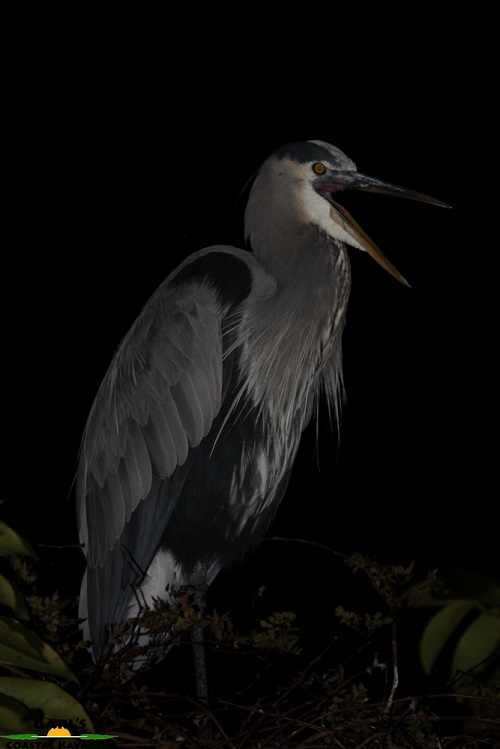 Great Blue Heron