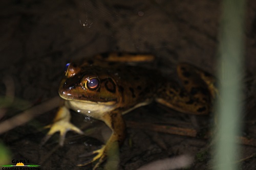 Pig Frog