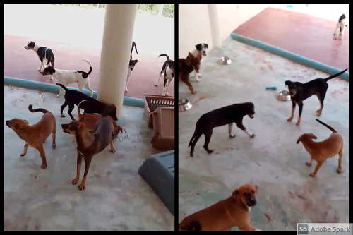 Video screen shots of Ozzie and other village dogs at DCDR rescue. Ozzie is in right picture on the right side.