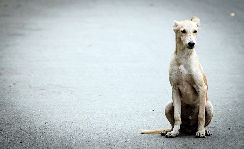 Photo by Mohan Vamsi on Unsplash