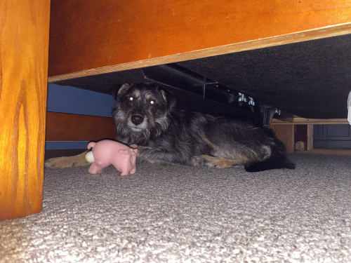 Hiding under the bed because I tried to teach him 'rollover' and the pressure of me asking him for something he did not understand was too much