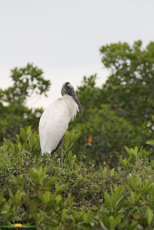 Wood Stork